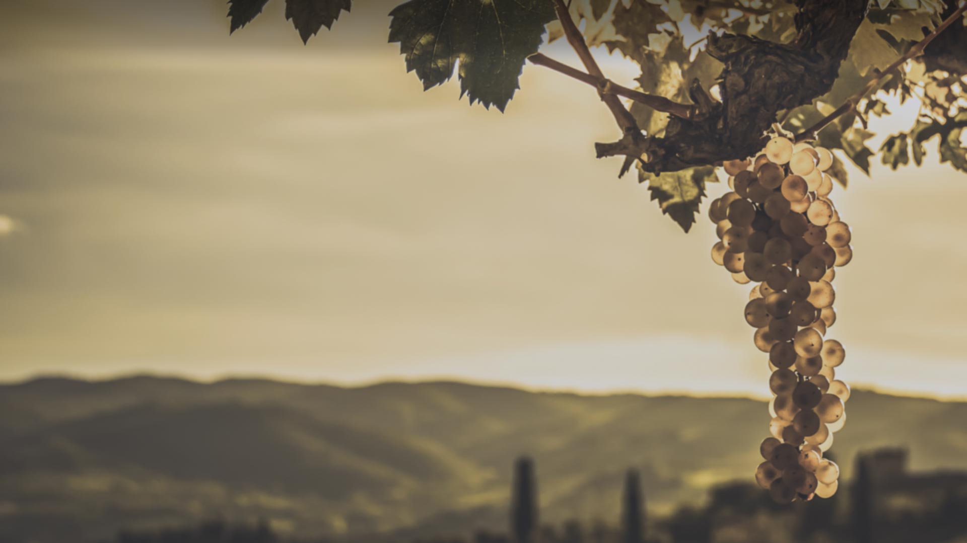 Vineyard Home Viznaga Málaga, vino para quedarse