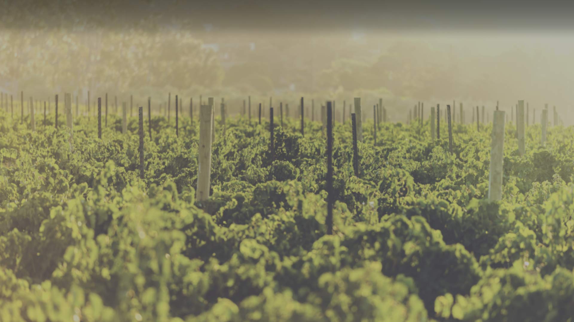 Vineyard Home Viznaga Málaga, vino para quedarse